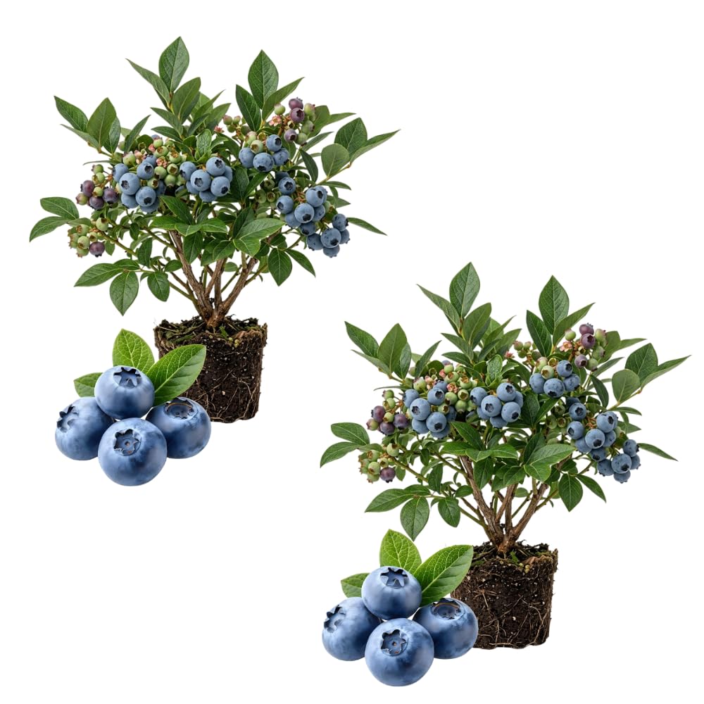 2 Elliott Blueberry Live Plant, Garden Berry Plant, 4-6 Inch Tall