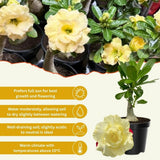 Yellow Desert Rose Live Plant 4-7 Inches Tall