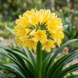 Yellow Clivia Miniata Live Plant, Clivia Miniata Lily, 6 Inch Pot