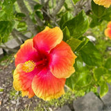 4 Red Yellow Hibiscus Live Plants, Hibiscus Flower, Patio Container Plant, 4-8 Inch Tall