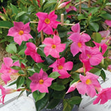 2 Pink Live Mandevilla Plants, Live Starter Plant, 4-8 Inch Tall