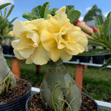 Yellow Live Desert Rose Plant, Home Garden Plant, 4-6 Inch Tall