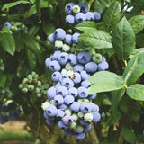 2 Legacy Blueberry Bush Live Plant, Edible Fruit Plant, 4-6 Inch Tall