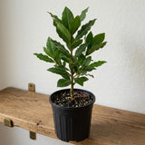 Bay Leaf Live Plant, Starter Plant, 3-5 Inch Tall