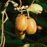 2 Kiwi Tree Live Plants, Cold Hardy Kiwi Plants Live Vine from 5 Inc Tall