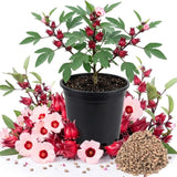 100 Roselle Live Seeds, Seeds for Home Garden