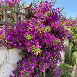 2 Purple Bougainvillea Plants Live, Rooted Vine Starter, 4-7 Inch Tall