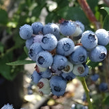 2 Tophat Blueberry Plants Live, Starter Plant, 4-6 Inch Tall