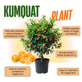 Live Meiwa Kumquat Tree 1 Gallon Pot
