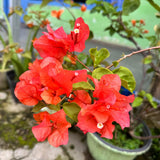 Red Bougainvillea Plant Live, Patio Flower Vine, 4-6 Inch Tall, 4" Pot