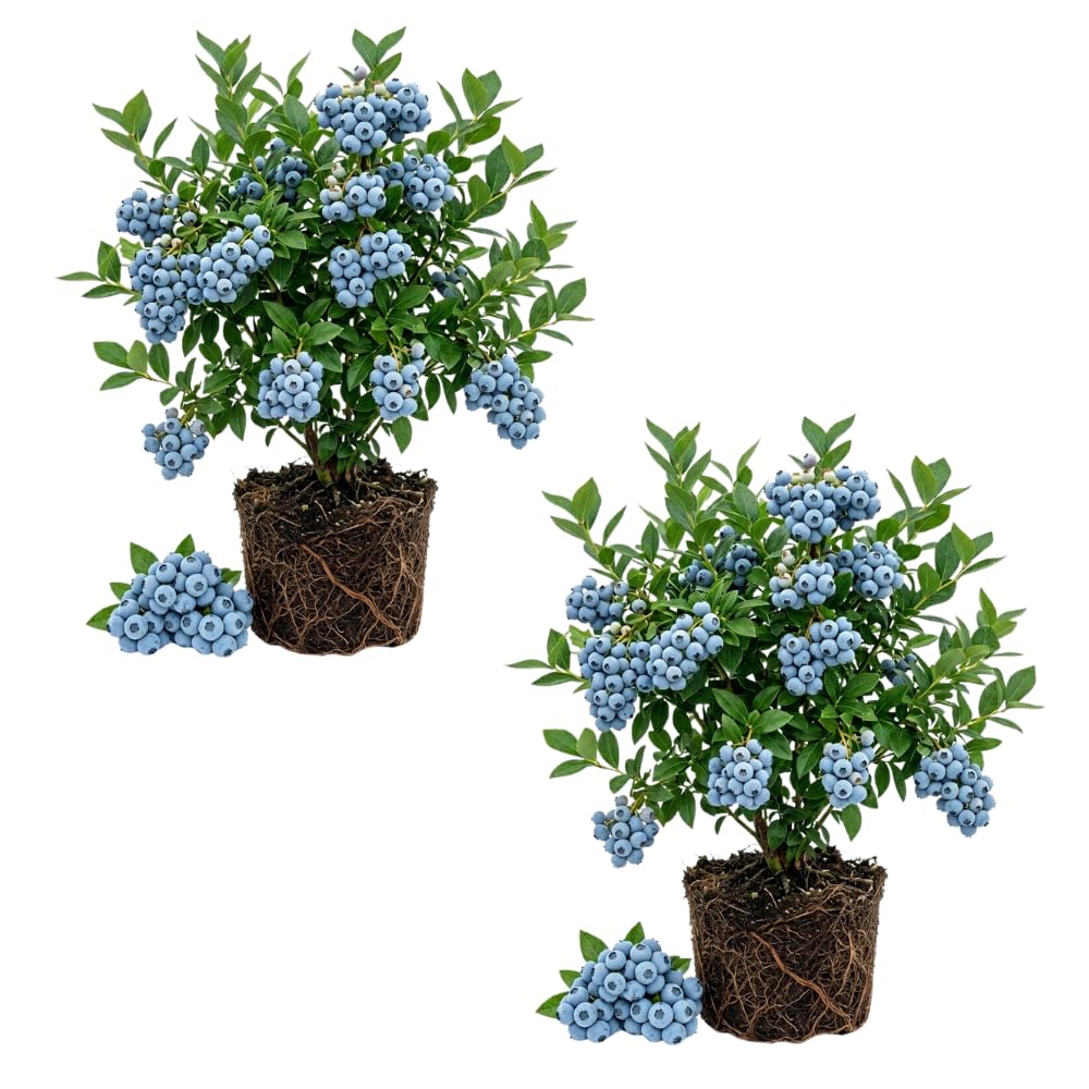 2 Biloxi Blueberry Plant Live, Blueberry Bushes Plant, 4-7 Inch Tall