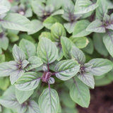 2 African Blue Basil Plants Live, 3-6 Inches Tall
