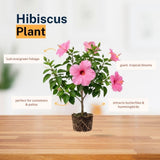 Pack 2 Bright Pink Hibiscus Plant Live 5-7 Inch Tall