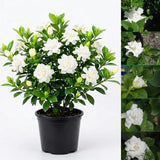Gardenia Plant Live, Fragrant Flower Plant, 5-7 Inch Tall, 3.5 Inch Pot