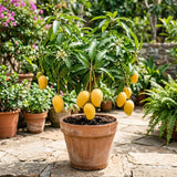 Mango Tree Live Plant, Garden Fruit Tree, 8-10 Inch Tall, 4 Inch Pot