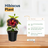 Red Black Yellow Hibiscus Plant 5-7" Tall