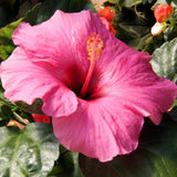 4 Pink Red Hibiscus Plants Live, Tropical Flower Plant, 4-8 Inch Tall