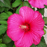 4 Pink Hibiscus Live Plants, Flower Plant, 4-8 Inch Tall