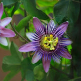 Lavender Passion Flower Live Plant, 4-6 Inch Tall