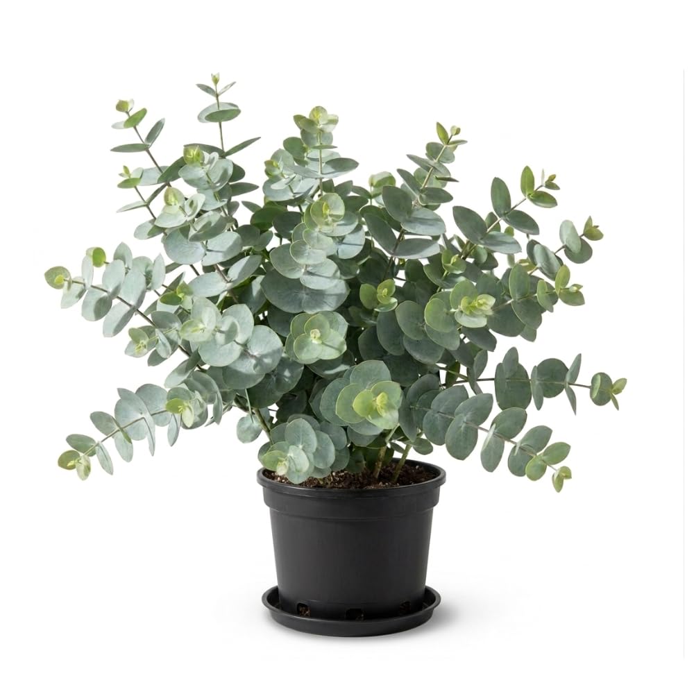 Silver Eucalyptus Tree Plant Live, Foliage Tree, 3-6 Inch Tall, 4 Inch Pot