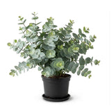Silver Eucalyptus Tree Plant Live, Foliage Tree, 3-6 Inch Tall, 4 Inch Pot