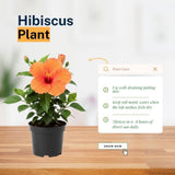 Orange Hibiscus Plant Live 5-7", in Pot