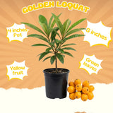 Golden Loquat Live Plant, Hardy Fruit Tree Plant, 8-10 Inch Tall