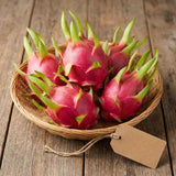 3 Baby Dragon Fruit Plants Live, Sweet Dragon Fruit Plant, 3-7 Inch Tall