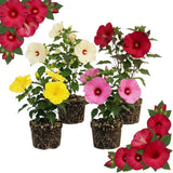 2 Random Hibiscus Live Plants, Blooming Garden Shrub, 4-6 Inch Tall