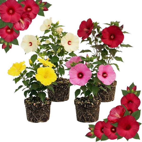 2 Random Hibiscus Live Plants, Blooming Garden Shrub, 4-6 Inch Tall