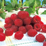 3 Plugs Raspberry Plants Live for Planting, Starter 3-5" in Tall, Sweet Raspberry Plants Bushes Ready for Spring Garden, Cold Hardy, No Pot (Delight Red)