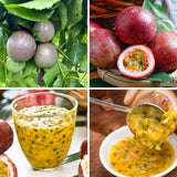 Set 2 Jamaican Golden Passion Fruit Plants Live, Fast-Growing Passionfruit Vine Live Plants Tree for Full Sun Growing, Summer Planting, 4-7 Inches, No Pot, Hardy Tropical Trellis Planting
