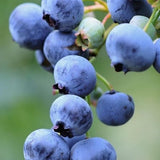 2 Elliott Live Blueberry Plants, Garden Plant, 4-7 Inch Tall