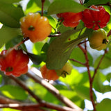Sweet Live Cherry Fruit Plant, Home Garden Plant, 4-6 Inch Tall