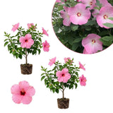 Pack 2 Bright Pink Hibiscus Plant Live 5-7 Inch Tall