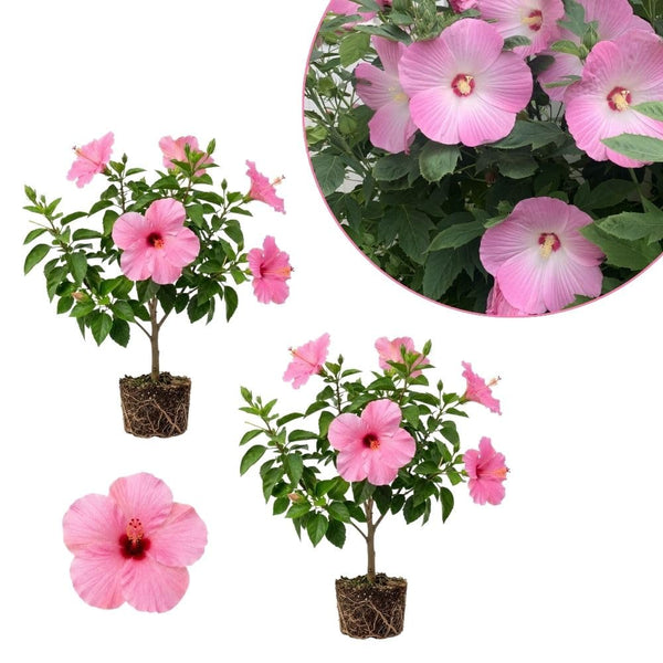 Pack 2 Bright Pink Hibiscus Plant Live 5-7 Inch Tall