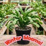 Random Thanksgiving Cactus Live Plant, Indoor Houseplant, 5-9 Inch Tall