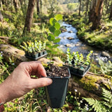 Silver Eucalyptus Tree Live Plant, Indoor Outdoor Tree, 3-6 Inch Tall