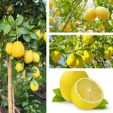 Lemon Tree Live Plant, Container Citrus Tree Plant, 2 Ft Tall, 1 Gallon Pot