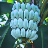 Ice Cream Banana Tree Live Plant, Home Garden Plant, 4-6 Inch Tall