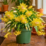 2 Yellow Holiday Cactus Live Plants, Hanging Basket Plant, 5-9 Inch Tall