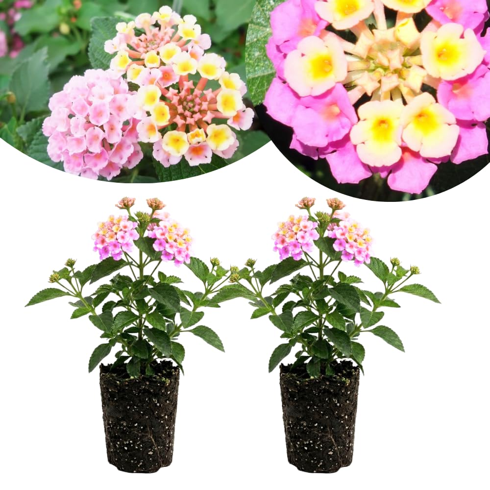 2 Light Pink Lantana Plants Live, Hardy Flowering Perennial, 4-6" Tall