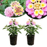 2 Light Pink Lantana Plants Live, Hardy Flowering Perennial, 4-6" Tall