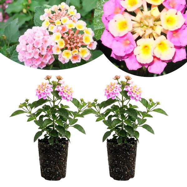 2 Light Pink Lantana Plants Live, Hardy Flowering Perennial, 4-6" Tall