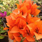 Set 2 Orange Bougainvillea Live Plant 5-7 Inch Tall