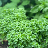 3 Greek Basil Plants, Sweet Basil Plants Live, 4-7 Inch Tall, 4 Inch Pot