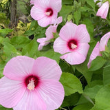 Set of 3 Hardy Hibiscus Live Plants, Red Pink Hibiscus Plant, 4–6" Tall