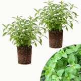 2 Live Stevia Plants, Outdoor Garden Plant, 4-6 Inch Tall
