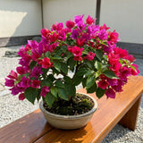 2 Pink Bougainvillea Live Plants, Tropical Flower Plant, 4-6 Inch Tall