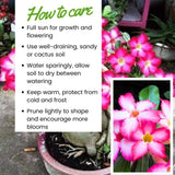Pink Desert Rose Live Plant, Home Garden Plant, 4-6 Inch Tall